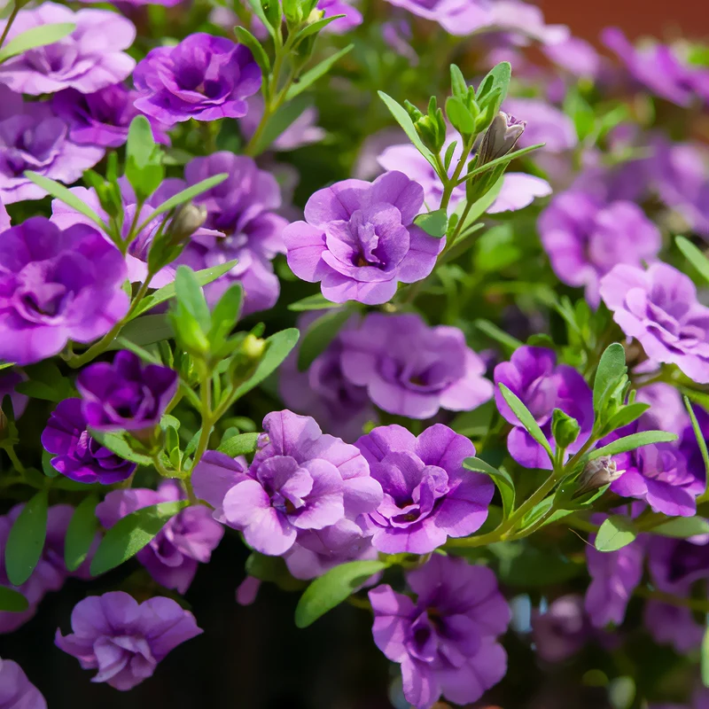 Zauberglöckchen gefüllt Violett (x3)