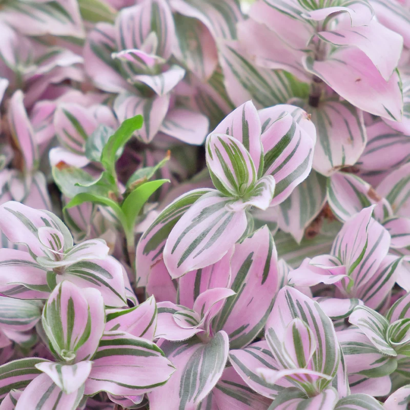 Tradescantia ‘Nanouk’ weiß blühend