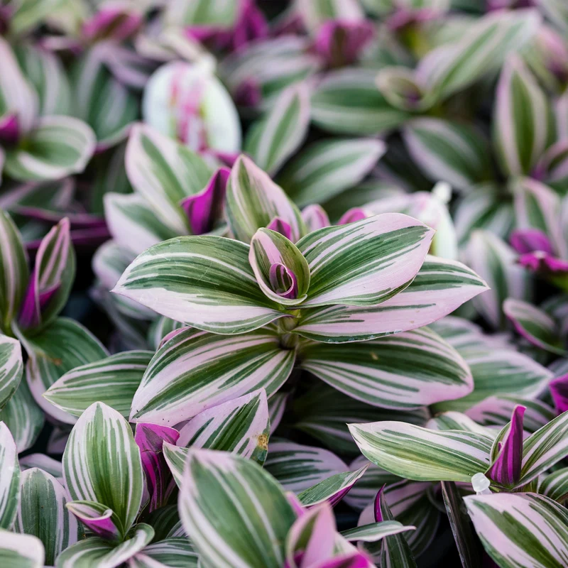 Tradescantia ‘Nanouk’ weiß blühend