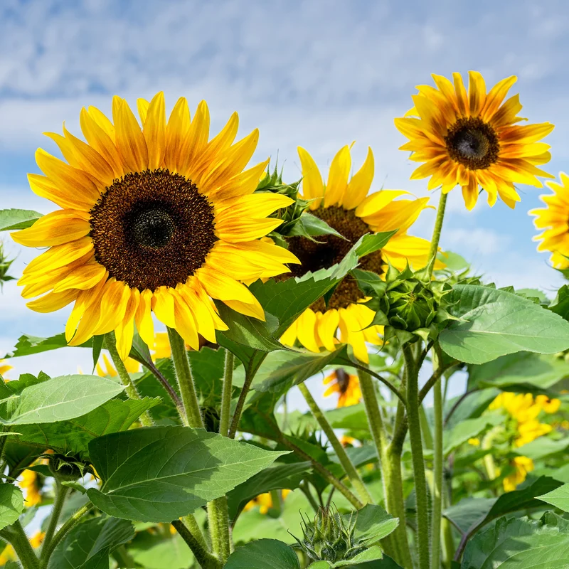 Sonnenblume