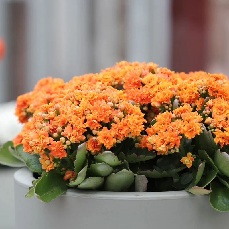 Kalanchoe Orange