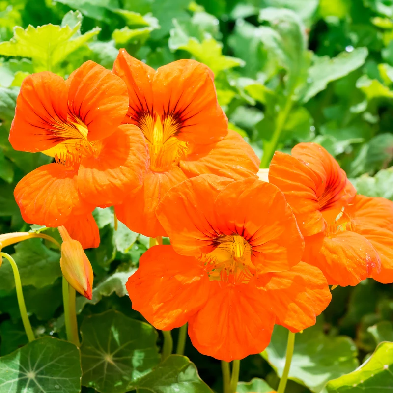 Orange Kapuzinerkresse