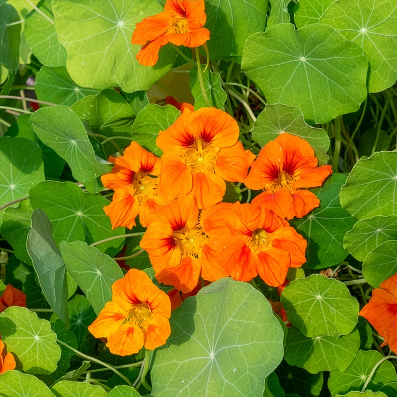 Orange Kapuzinerkresse