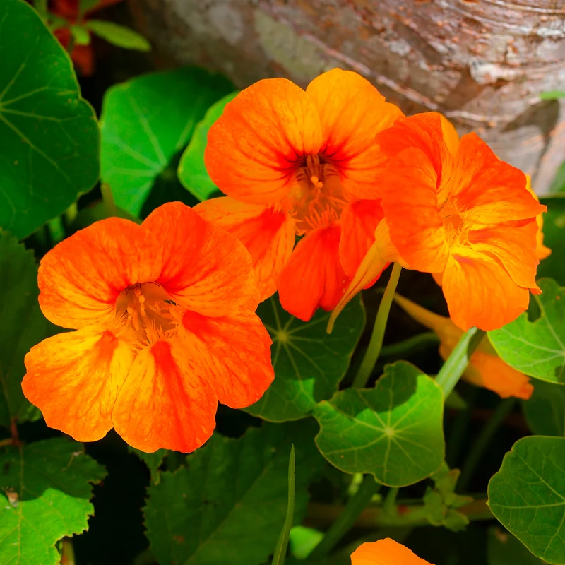 Orange Kapuzinerkresse