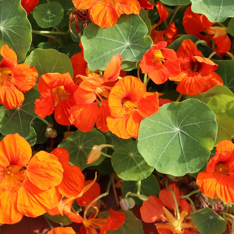 Orange Kapuzinerkresse
