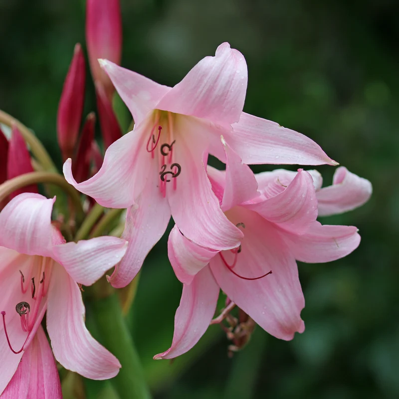 Hakenlilie Rosea