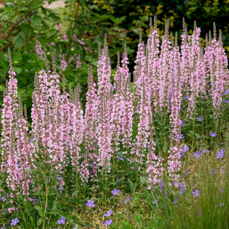 Blut-Weiderich Blush