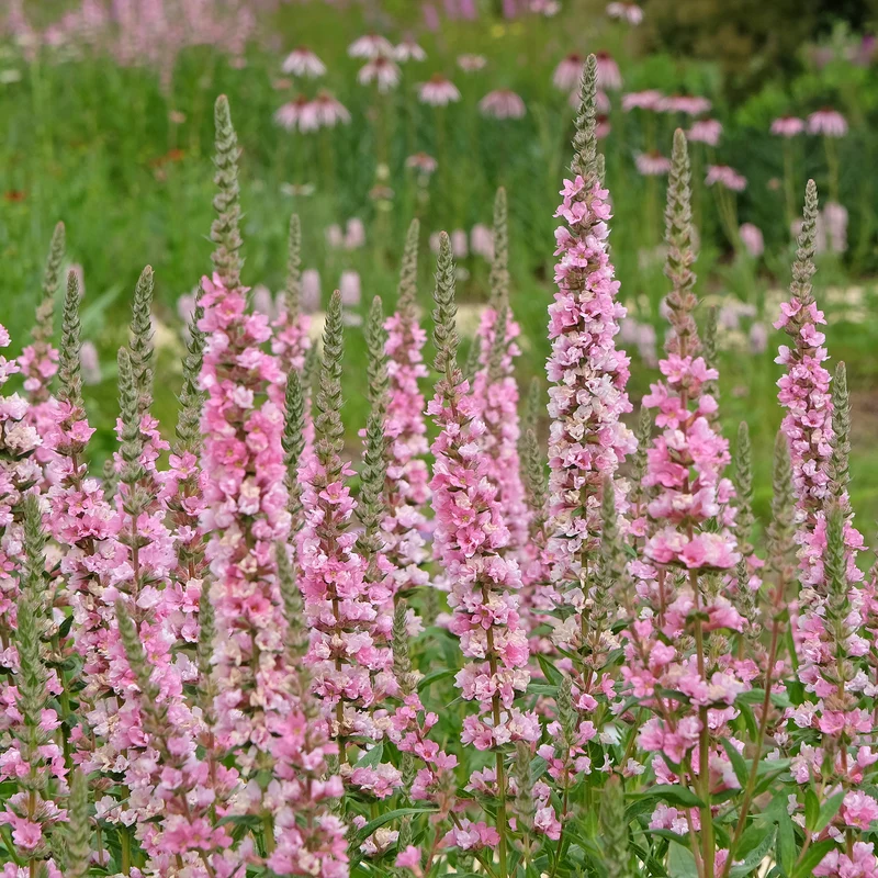 Blut-Weiderich Blush