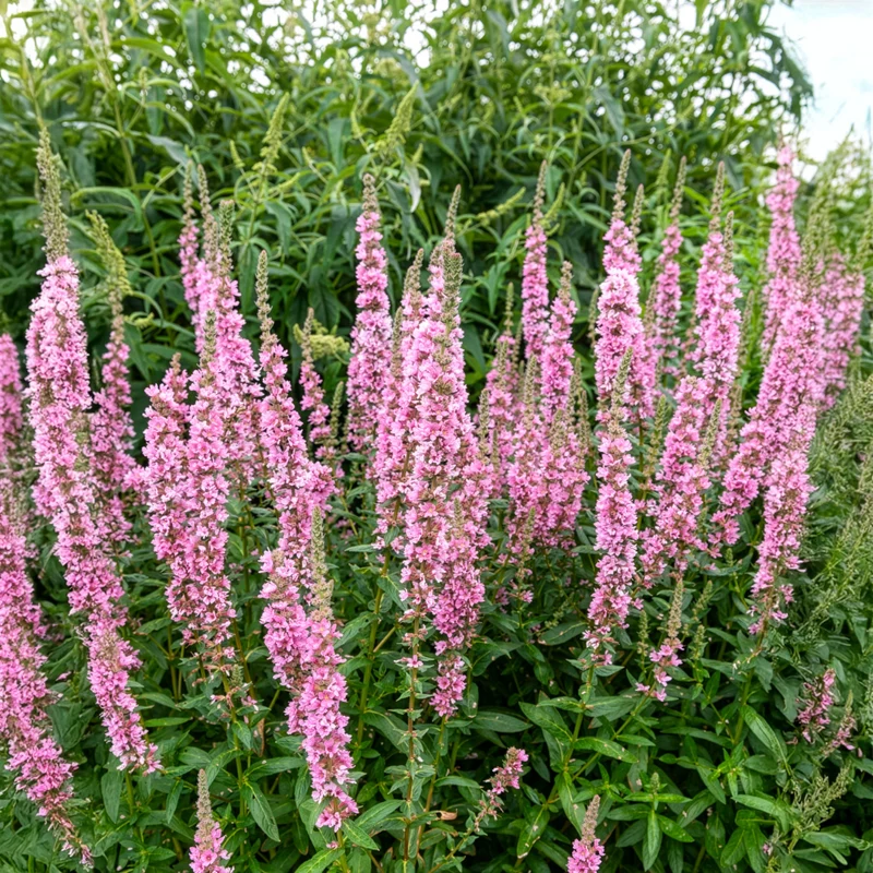 Blut-Weiderich Blush