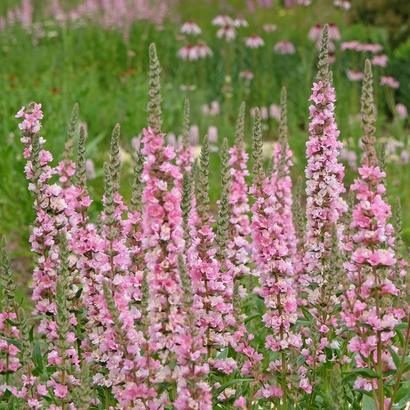 Blut-Weiderich Blush