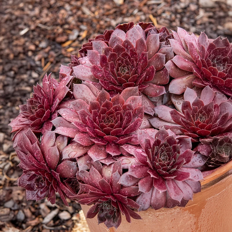 Sempervivum Chick Charms ® Chocolate Kiss
