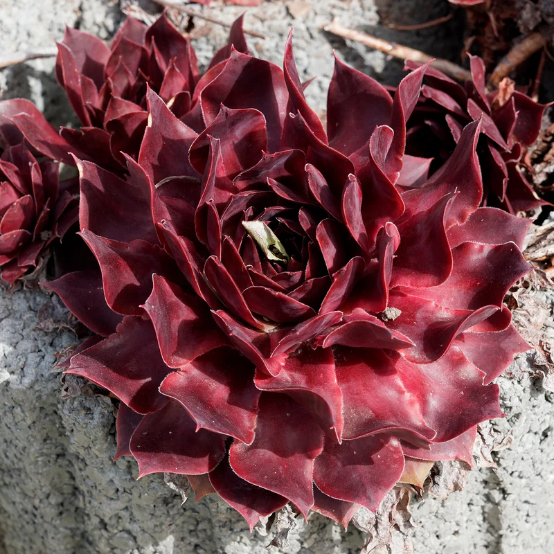 Sempervivum Chick Charms ® Chocolate Kiss