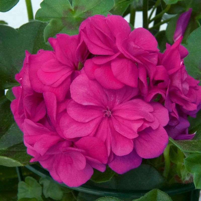 Stehende Geranie 'Dark Lilac'