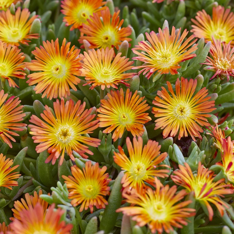 Mittagsblume ‘Wheels of Wonder’® Orange
