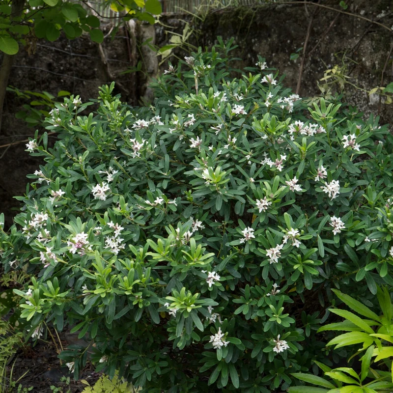 Seidelbast ‘Eternal Fragrance’