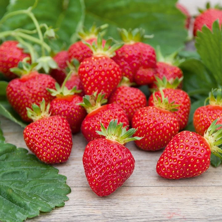 Erdbeere ‘Rubis des Jardins’