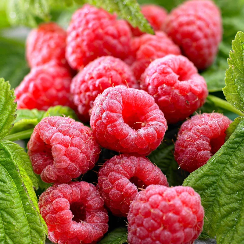 Himbeere ‘Twotimer Sugana Red’