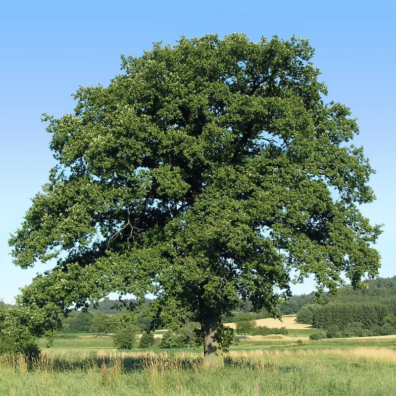 Traubeneiche