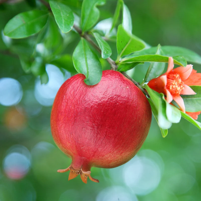 Granatapfelbaum