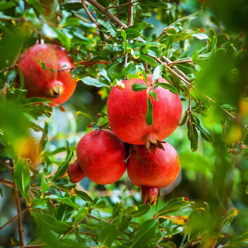 Granatapfelbaum