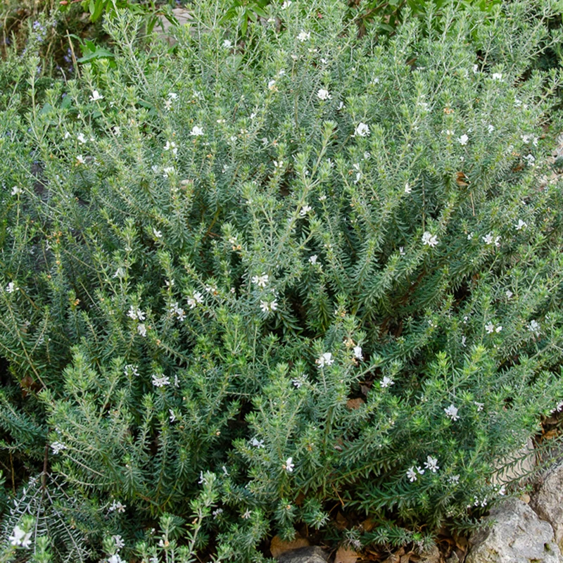 Australischer Rosmarin
