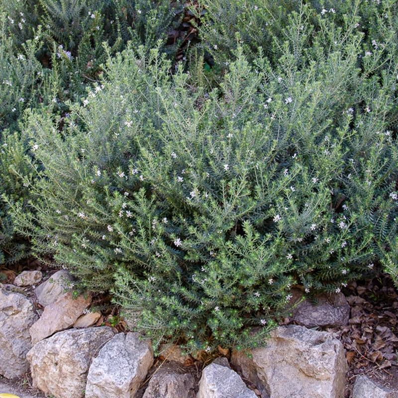 Australischer Rosmarin