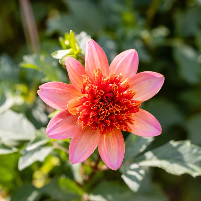 Anemonen-Dahlie ‘Totally Tangerine’