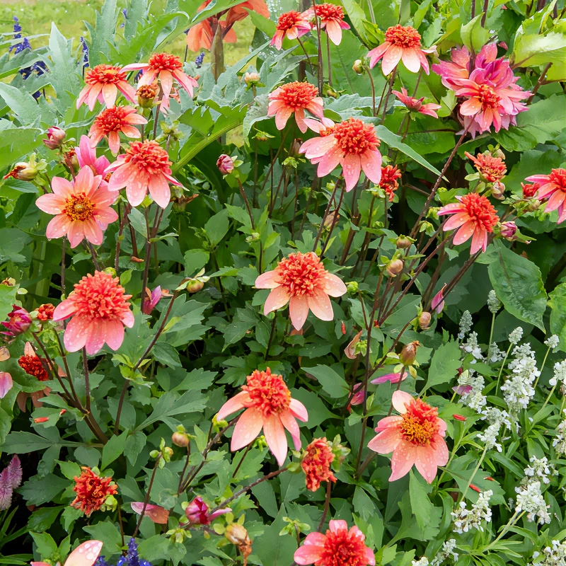 Anemonen-Dahlie ‘Totally Tangerine’