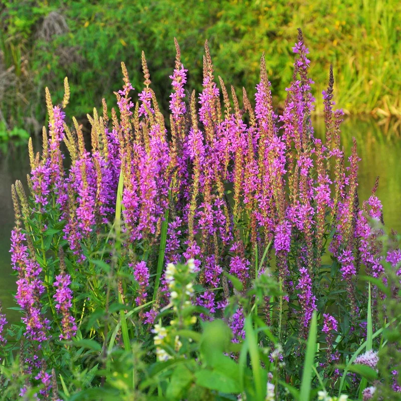Blutweiderich