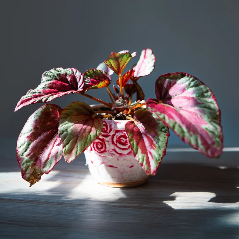 Begonie ‘Maui Sunset’ (Begonia)