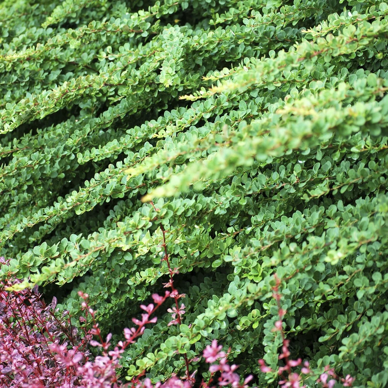 Berberitze Green Carpet