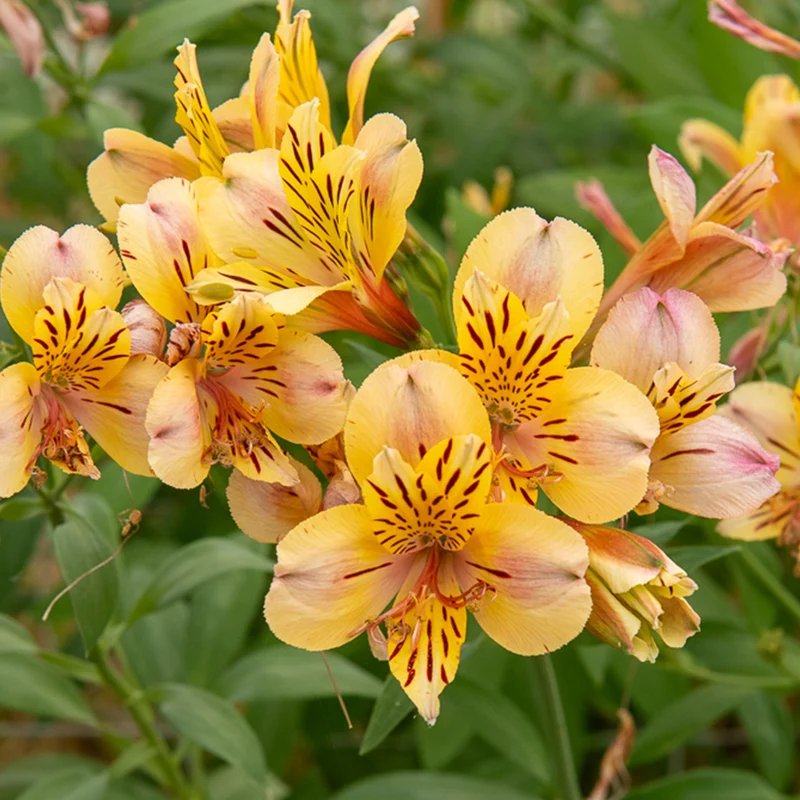Inkalilie - Alstroemeria Majestic Layon