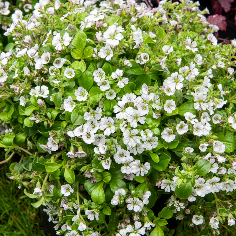 Himalaya-Schleierkraut