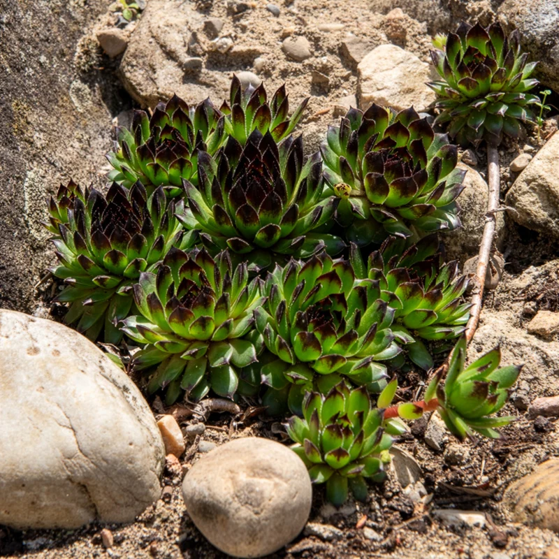 Sempervivum Chick Charms ® Appletini