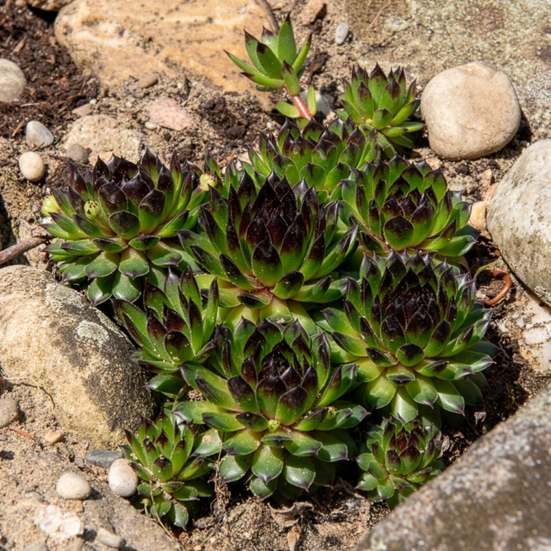 Sempervivum Chick Charms ® Appletini