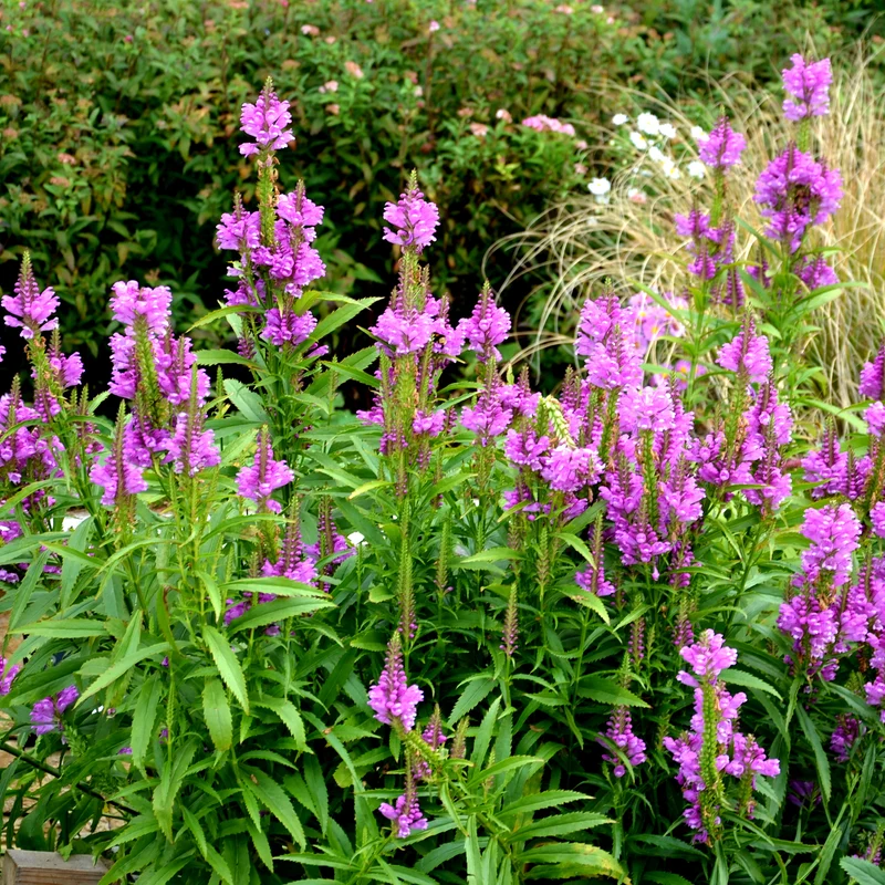 Gelenkblume Vivid