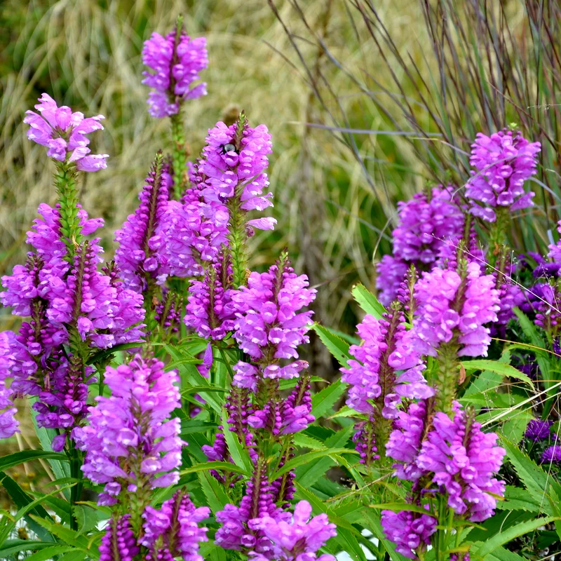 Gelenkblume Vivid