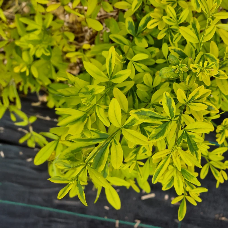 Primeljasmin Gold Touch