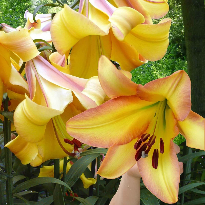 Lilie 'Rising Moon' (x5)