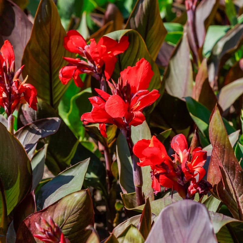 Indisches Blumenrohr 'Red Futurity' (x2)