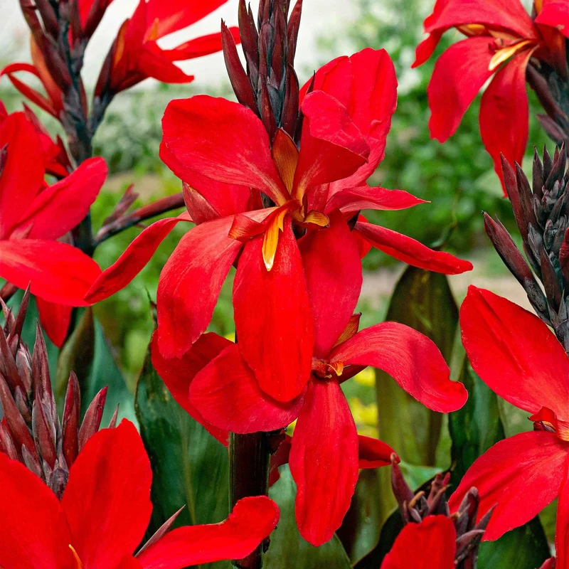 Indisches Blumenrohr 'Red Futurity' (x2)