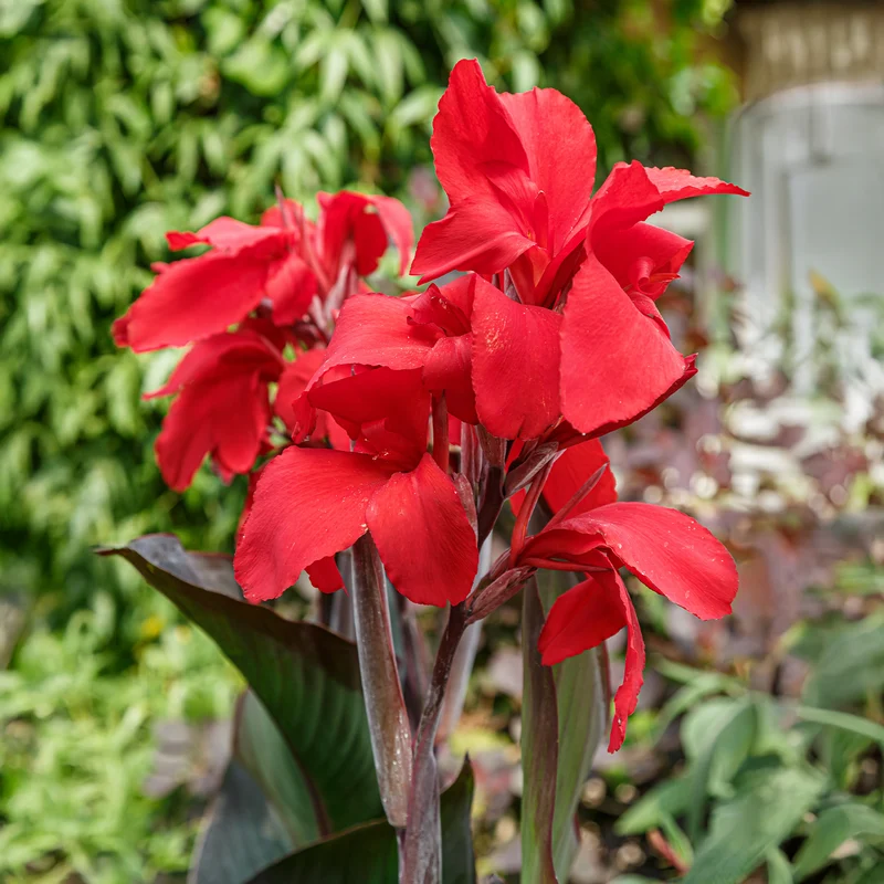 Indisches Blumenrohr 'Red Futurity' (x2)