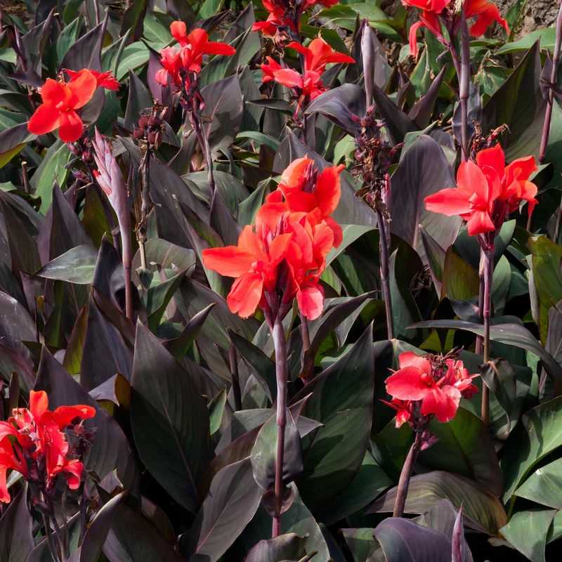 Indisches Blumenrohr 'Red Futurity' (x2)