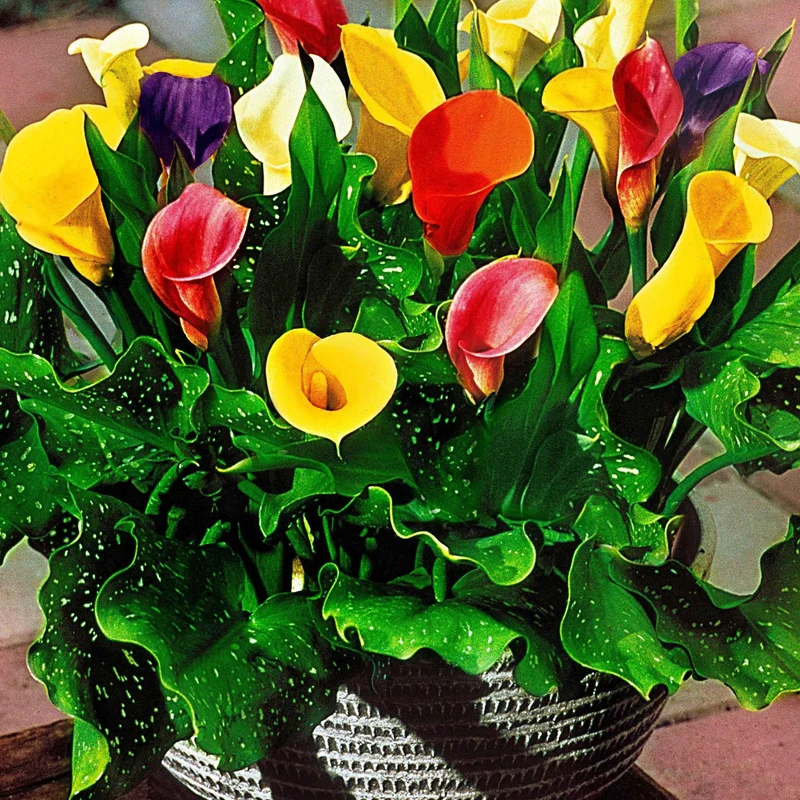 Calla Mischung (gelb-rot-rosa) (x3)