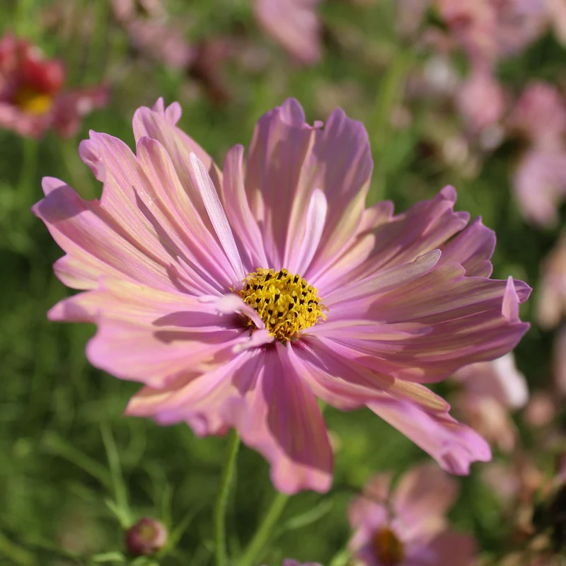 Schmuckkörbchen 'Apricotta'