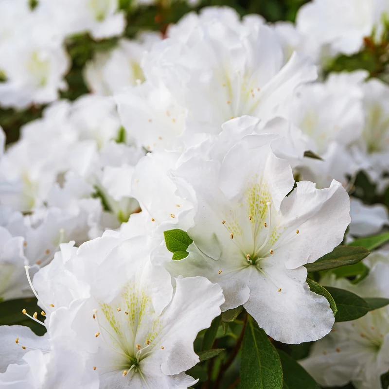 Azalea Encore White Julia