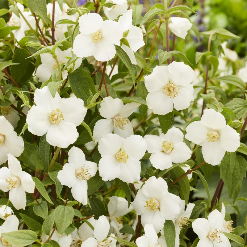 Gartenjasmin Petite Perfume® White