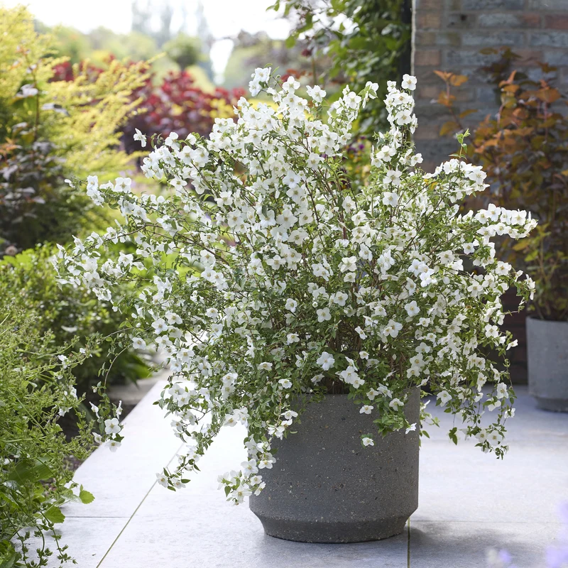 Gartenjasmin Petite Perfume® White