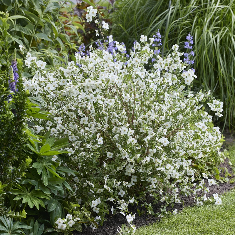 Gartenjasmin Petite Perfume® White