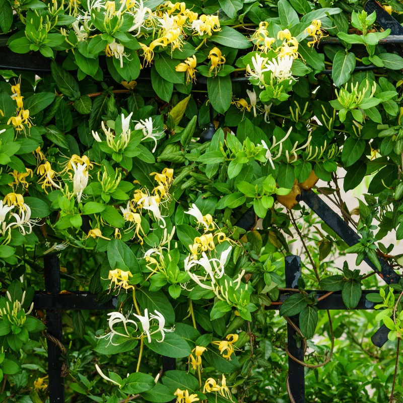 Hall's Prolific Japanisches Geißblatt